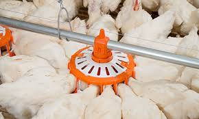 Animal Feed Manufacturing